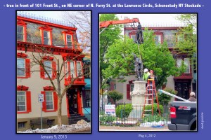 tree in front of 101 Front St.  - Schenectady NY Stockade - comparison after being trimmed by National Grid
