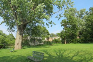 GrandOldTree-img_3835
